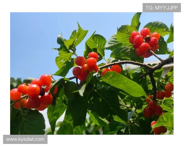 《樱桃红了》：一段穿越时光的温情史诗，重拾人间至味
